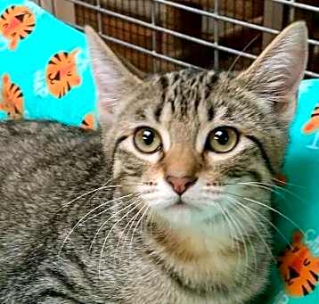 Photo of Parsley