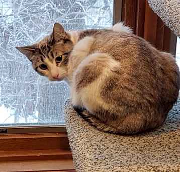 Photo of Purrscilla