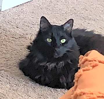 Photo of Pancake