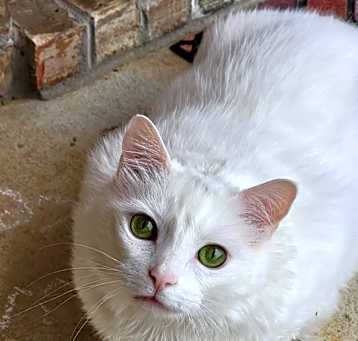 Photo of Kekoa