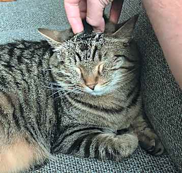 Photo of Waffles 