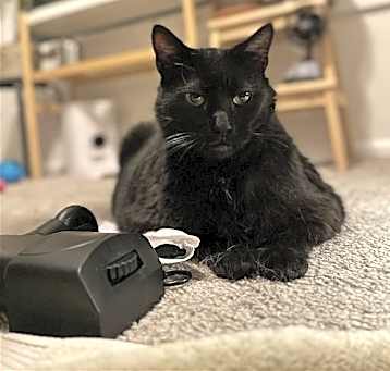 Photo of Shadow