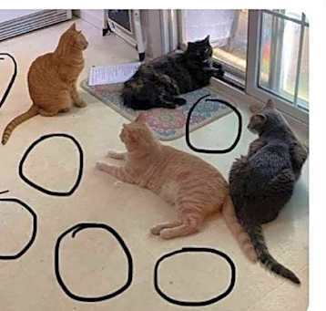 Photo of A Generic Cat/Kitten Application