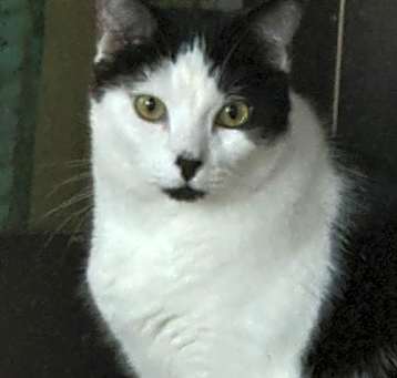 Photo of Orion