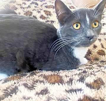 Photo of Mr. Whiskers