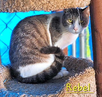 Photo of Rebel