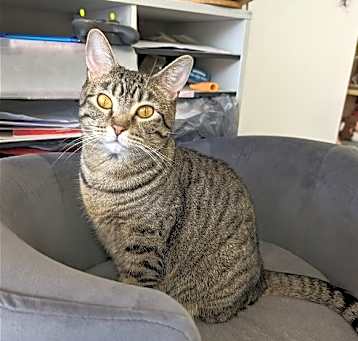 Photo of Amber