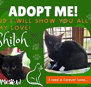 Photo of Shiloh