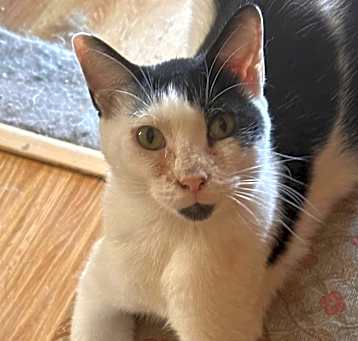 Photo of Patches