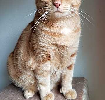 Photo of Lucky