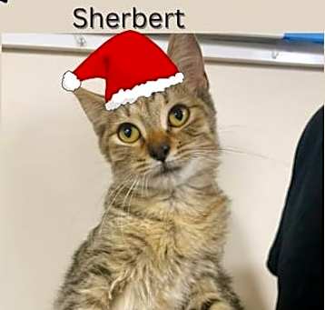 Photo of Sherbert