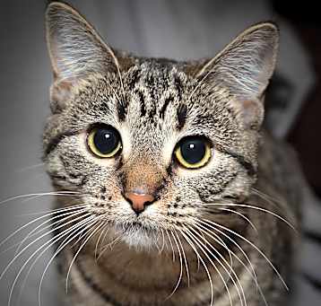 Photo of Spritzy