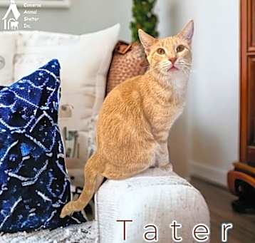 Photo of TATER
