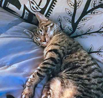 Photo of SimbaLeigh Callie