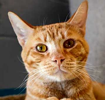 Photo of Archibald