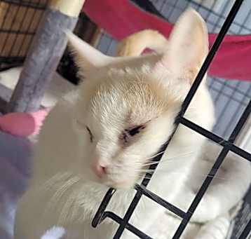 Photo of Prince