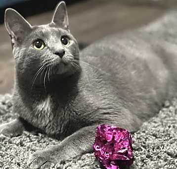 Photo of Zuul Silver