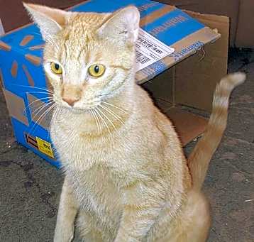 Photo of Mango