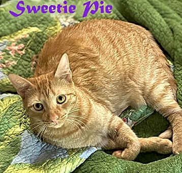 Photo of Sweetie Pie