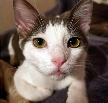 Photo of Bo