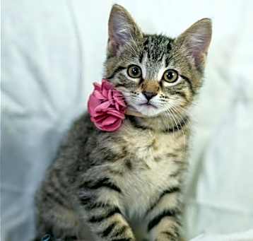 Photo of Hettie