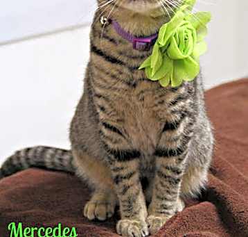 Photo of Mercedes