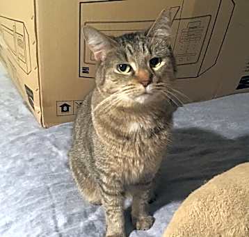 Photo of Shelley bonded with Buttercup.