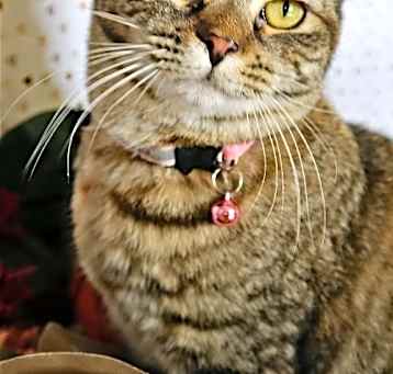 Photo of Dorothy (Golden Girls)