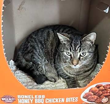 Photo of Stanley (Golden Girls)