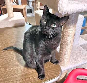Photo of Cora