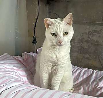 Photo of Trinket