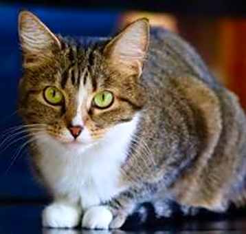 Photo of Pepper