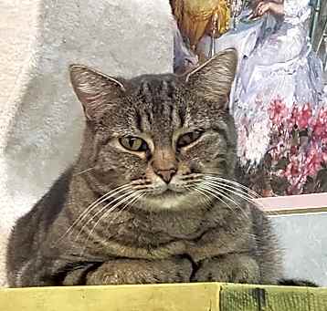 Photo of Pickle