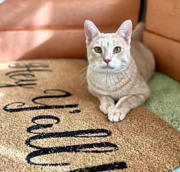 Photo of Peachy