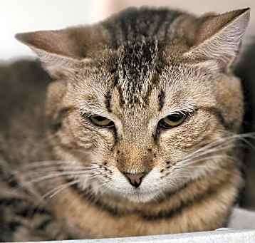 Photo of Hocus