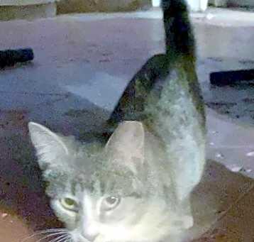 Photo of Whiskers - Courtesy Listing