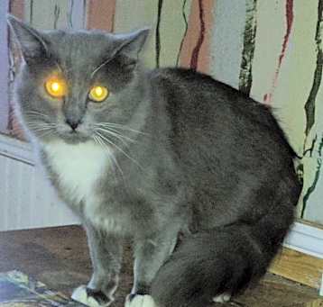 Photo of Pico