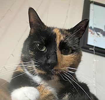 Photo of Okie