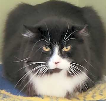 Photo of Sylvester