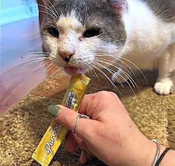 Photo of Goliath - FIV+
