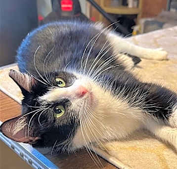 Photo of Lulu