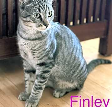 Photo of Finley