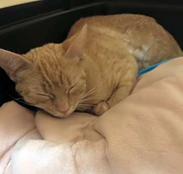 Photo of GOLDIE