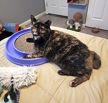 Photo of (KS Courtesy Post) Gertie