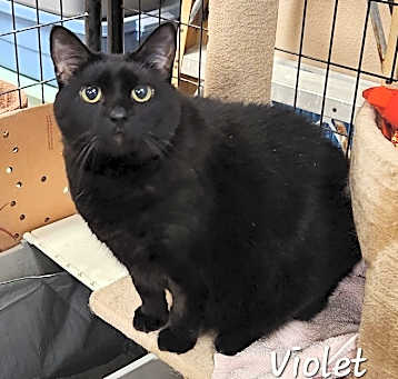 Photo of Violet