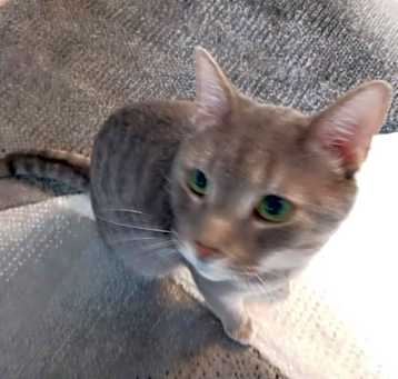 Photo of Tigger