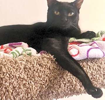 Photo of Dulce 0364