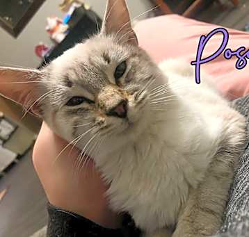 Photo of Posey