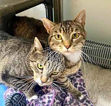 Photo of Lickerish and Cat Benatar