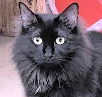 Photo of Jett